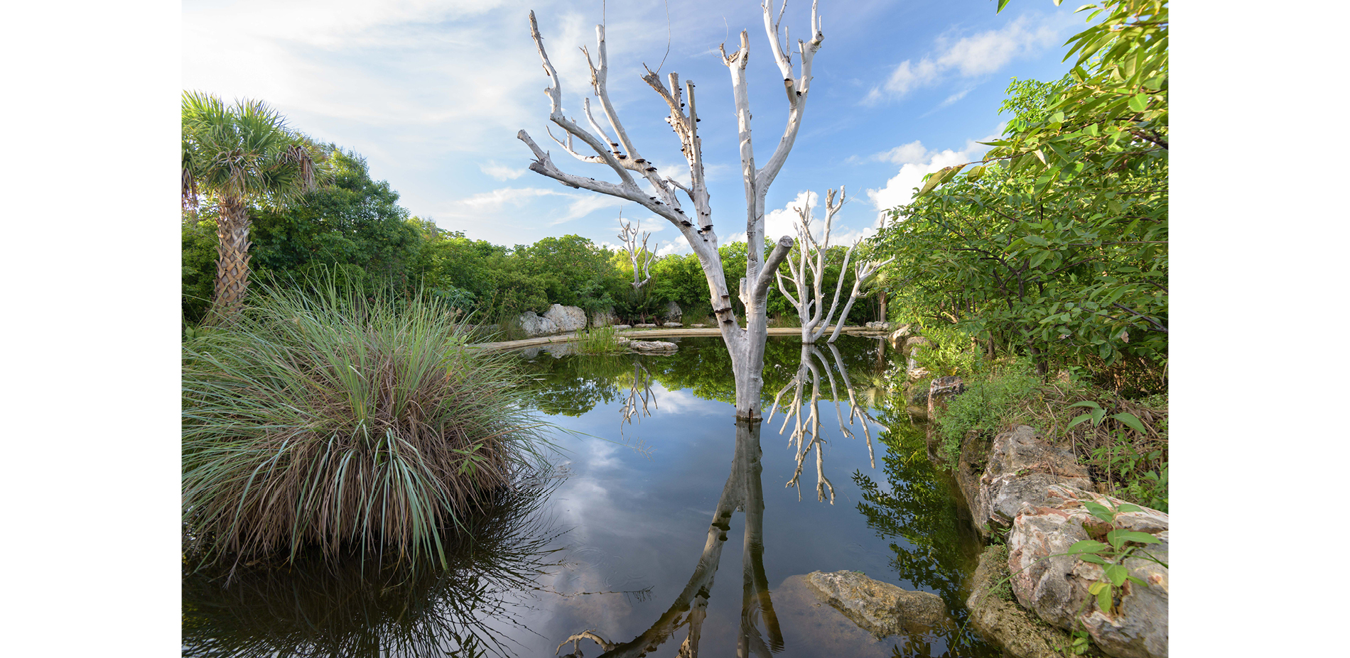 The Leon Levy Native Plant Preserve Freshwater Wetland Exhibition